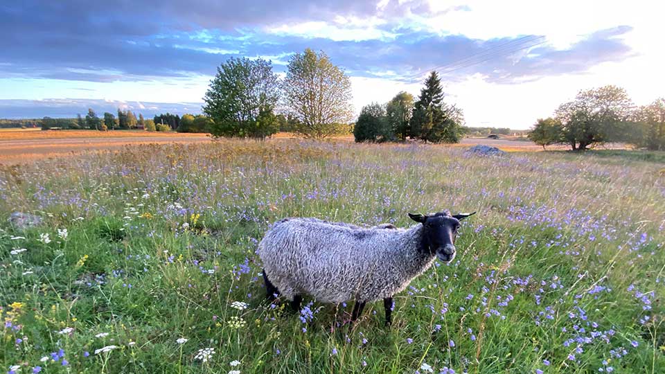 Fotograf: Jörgen Wissman Ett får på en äng