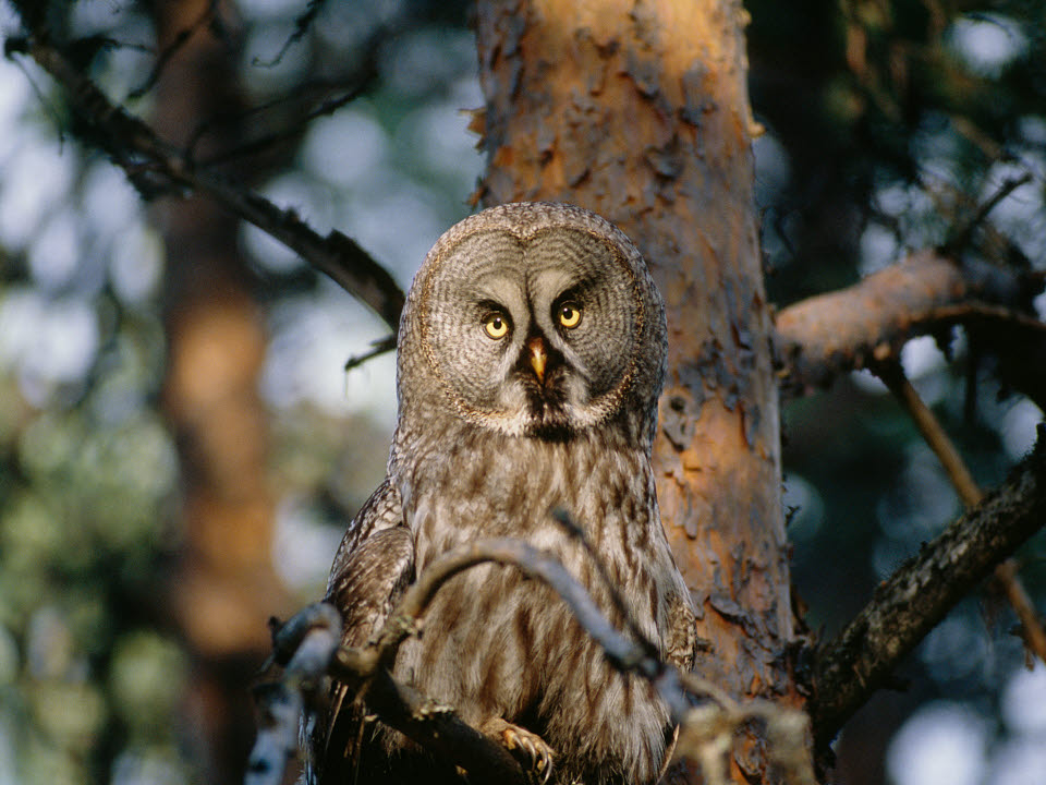 Fotograf: Tero Niemi
Bildbyrå: Johnér Lappuggla, Boden, Norrbotten