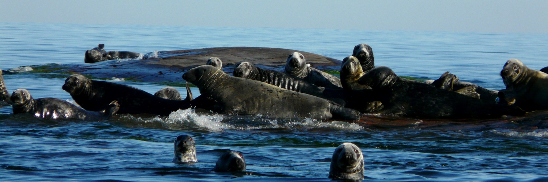 Gråsälar, Halichoerus grypus, Östersjön, Västra Stendörren, Södermanlands län