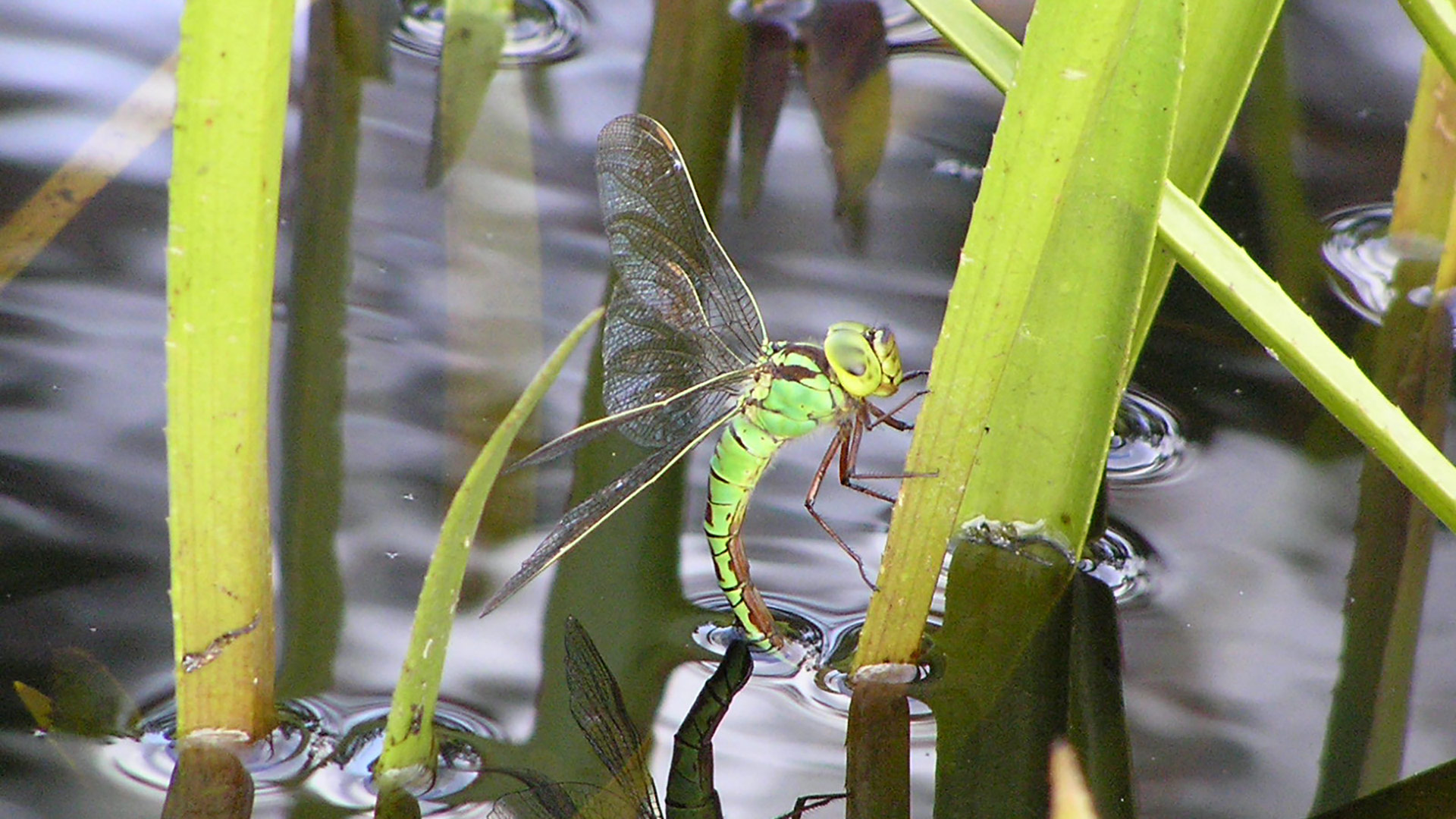 Fotograf: Tommy Karlsson Grön mosaikslända
