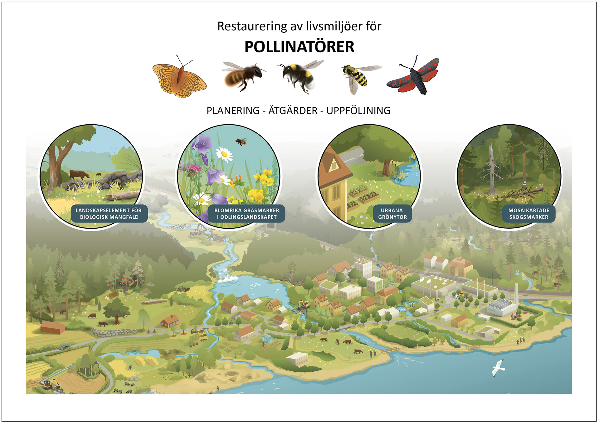 Illustratör: Tobias Flygar/Studio Flygar pollinatorer-naturrestaurering-webb-1920.jpg
