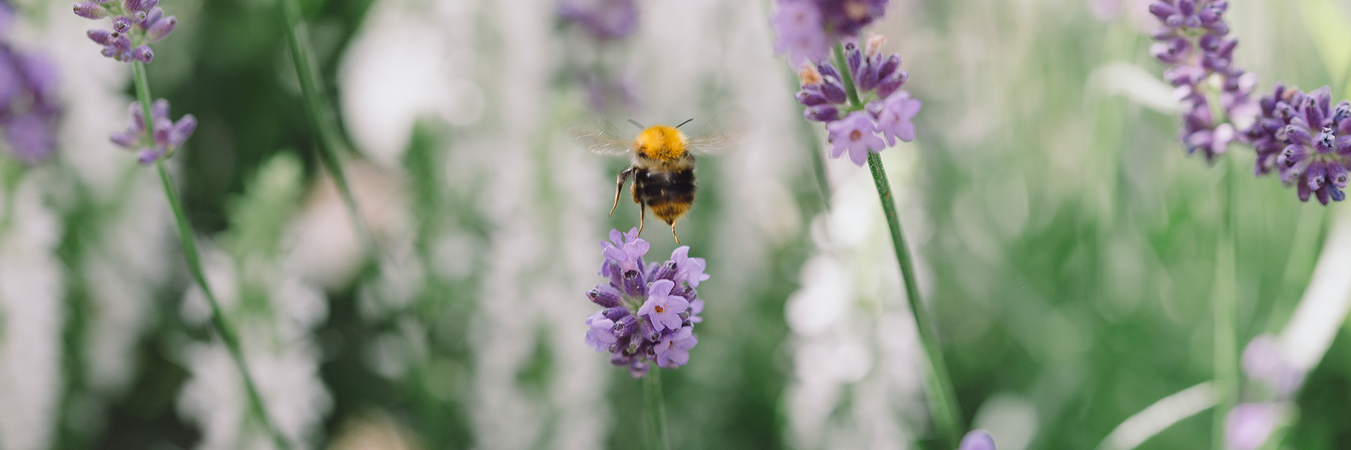 Humla och lavendel