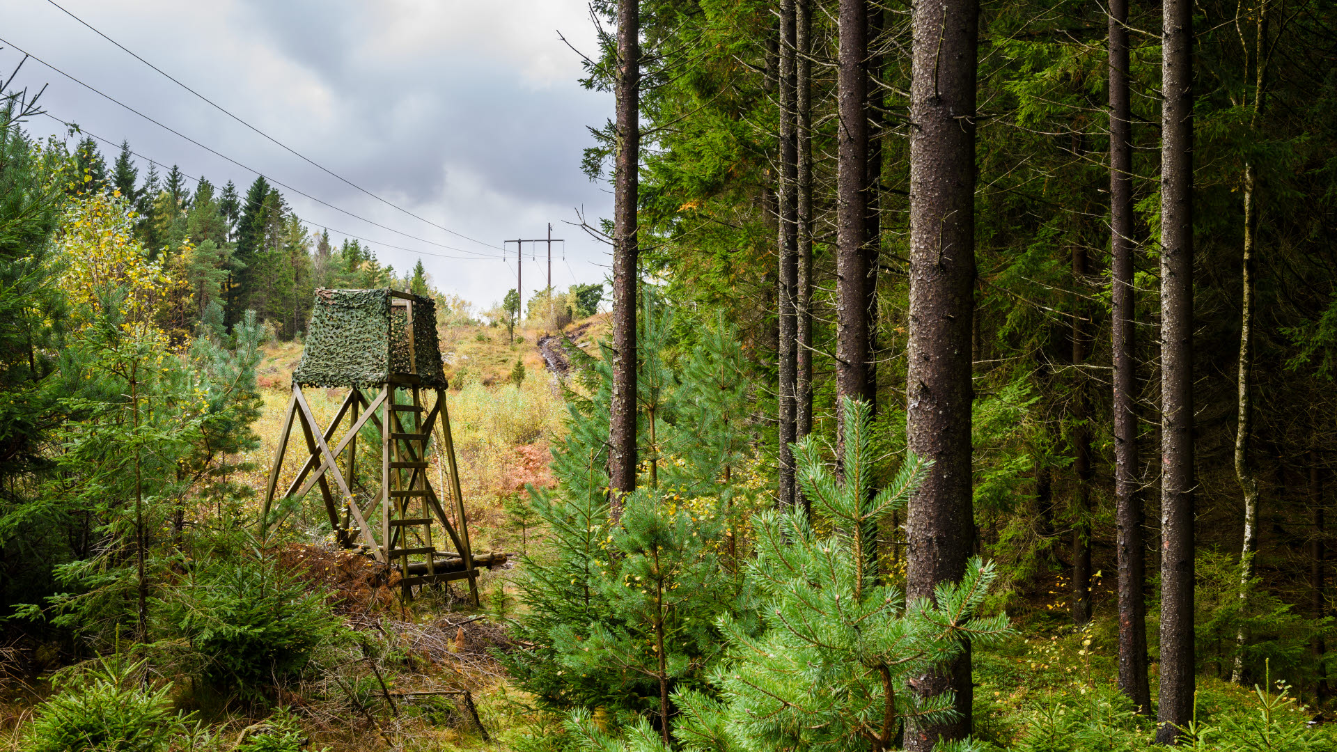 Jakttorn i kraftledningsgata, Delsjöområdet, Göteborg.