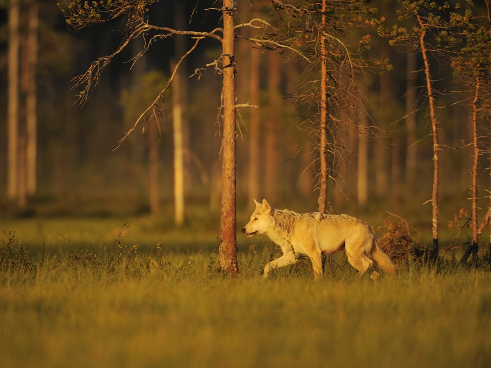 En vandrande varg, Canis lupus, i kvällsljus går längs skogskanten, Kuhmo, Finland.