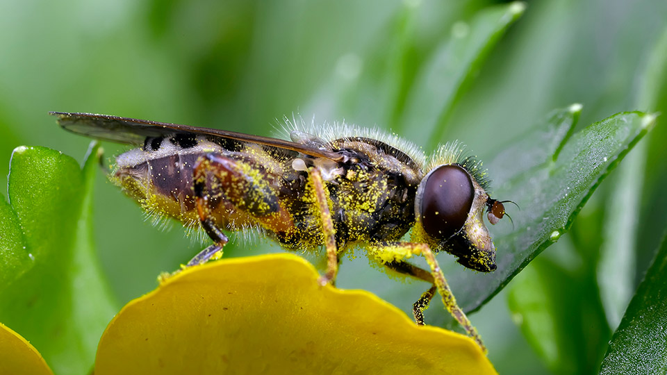Fotograf: Krister Hall
Bildbyrå: SLU Artdatabanken Blomfluga på grönt blad