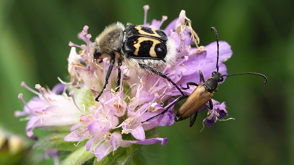 Fotograf: Niklas Johansson
Bildbyrå: SLU Artdatabanken Humlebagge på lila blomma