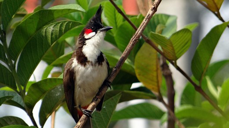 Rödörad bullby som sitter i ett träd. En mellanstor svart och vit fågel med en lysande röd prick bakom ögat.