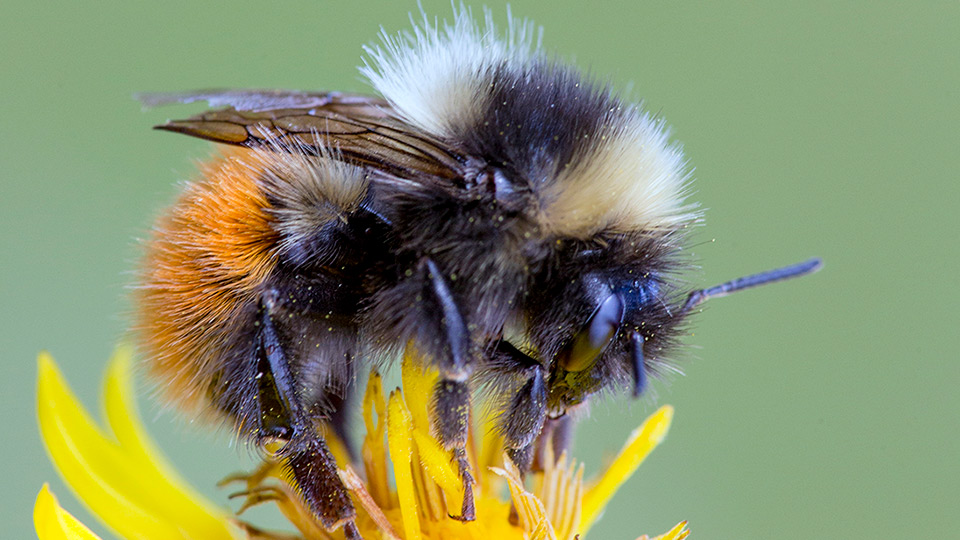 Fotograf: Krister Hall
Bildbyrå: SLU Artdatabanken Alphumla på gul blomma