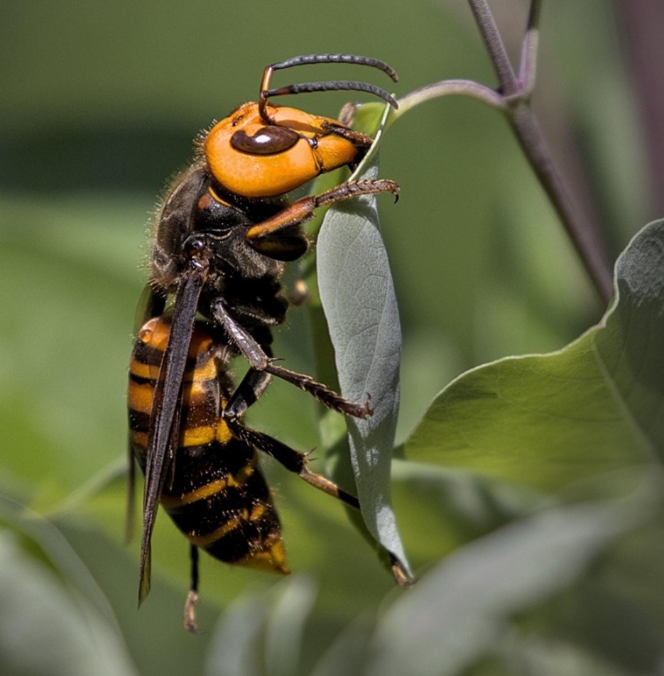 Asiatisk jättebålgeting som sitter på ett blad. Den är orange och svart.