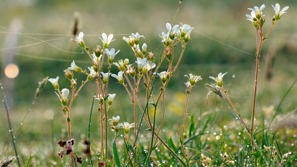 Fotograf: Stefan Isaksson
Bildbyrå: Johnér Mandelblom och spindelnät