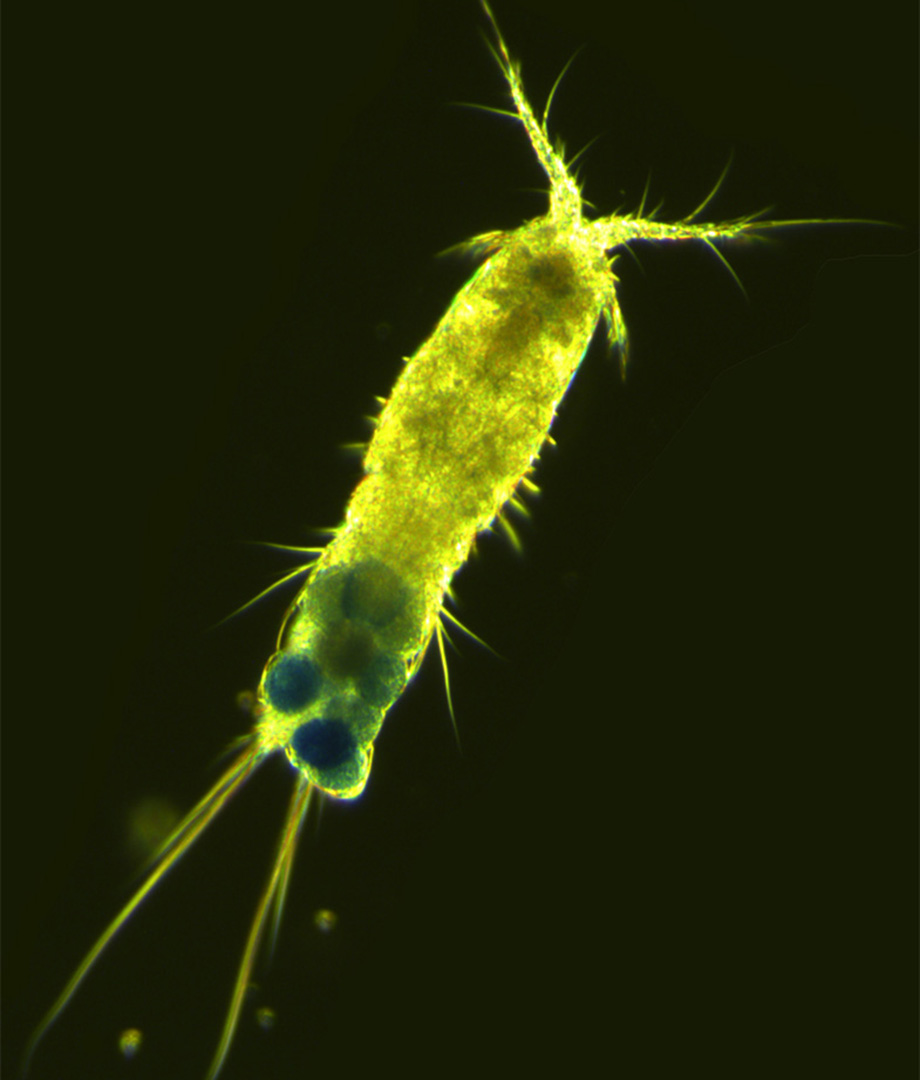 Fotograf: Elena Gorokhova Grönt zooplankton mot svart bakgrund