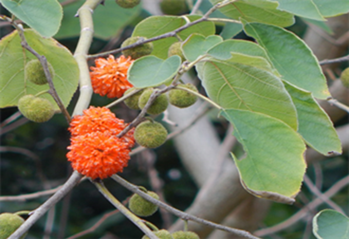 Gröna pappersmullbärsträdsfrukter på en kvist med gröna blad och orangea blommor i bollform.