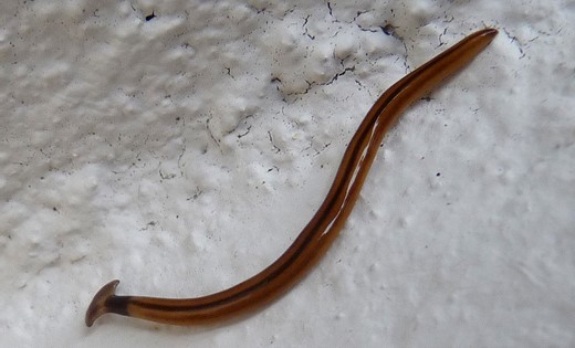 Ser ut som en vanlig daggmask men med ett platt ansikte som en hammarhaj.