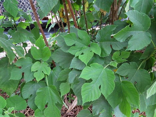 Gröna blad från Pappersmullbärsträdet.