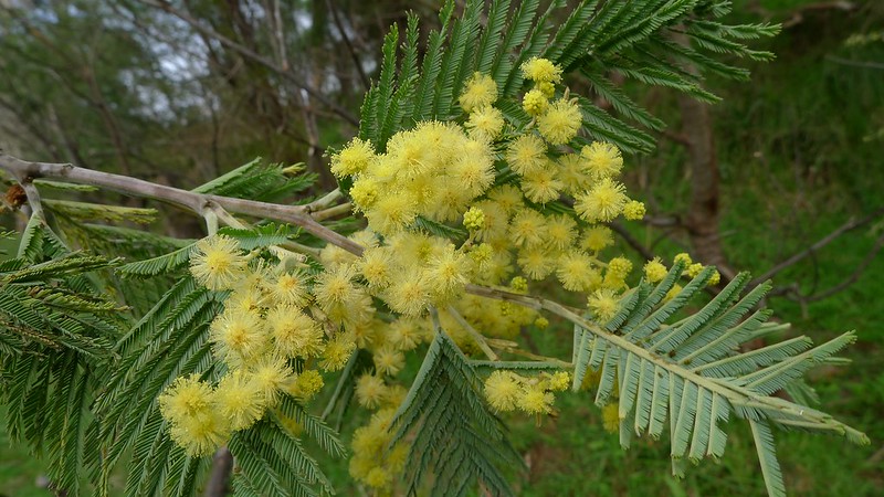 Fotograf: John Tann (CC BY 2.0)
Bildbyrå: Flickr Garvakacia, Acacia mearnsii