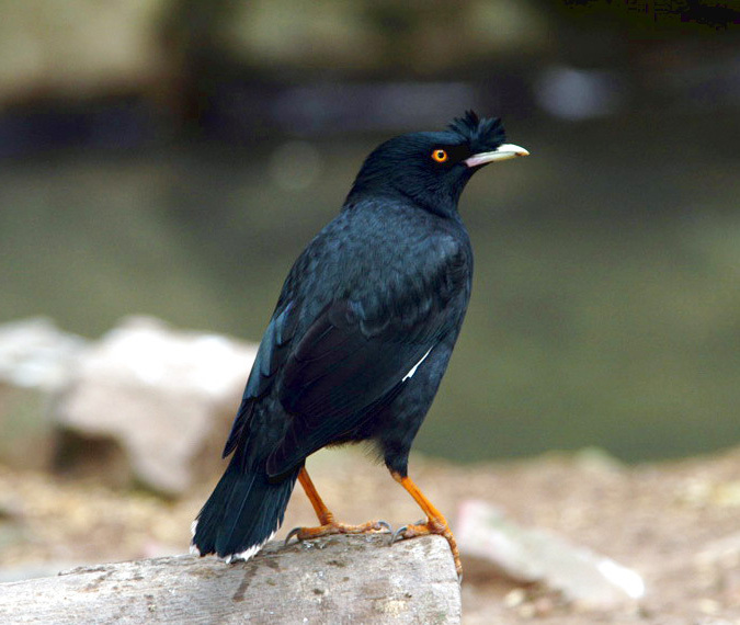 Fotograf: David Blank (CC BY-NC-SA 3.0)
Bildbyrå: Animal Diversity Web (ADW) Kinesisk majna, Acridotheres cristatellus