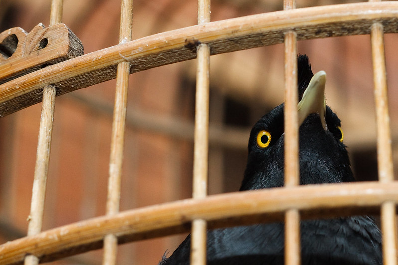 Fotograf: Matthew Stinson (CC BY-NC 2.0)
Bildbyrå: Flickr Kinesisk majna i en bur