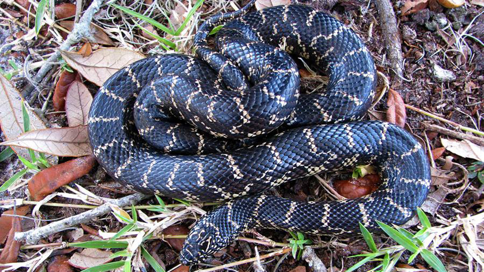 Fotograf: Glenn Bartolotti
Bildbyrå: Wikimedia commons Svart snok med vit mönsting i lövverk