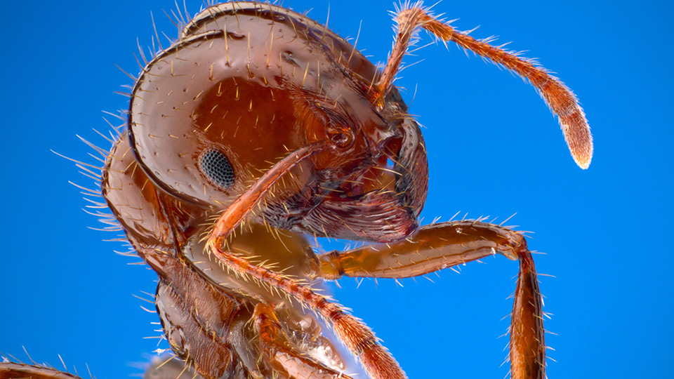 Fotograf: CC0 1.0 Universal
Bildbyrå: Wikimedia commons Närbild på eldmyra