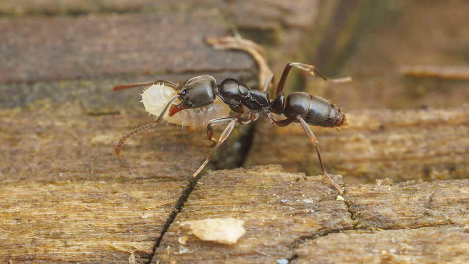 Fotograf: Clarence Holmes Wildlife
Bildbyrå: Alamy En myra av arten Brachyponera chinensis