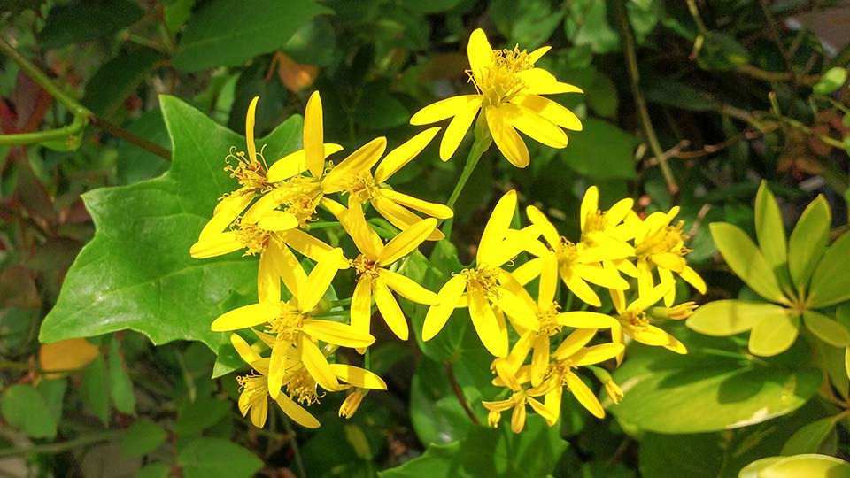 Fotograf: Shutterstock
Bildbyrå: TT Sommarmurgröna