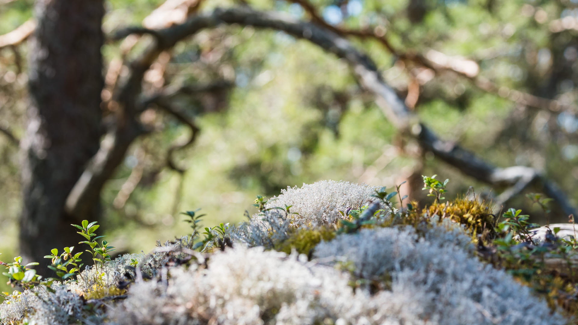 Fotograf: Mikael Svensson
Bildbyrå: Johnér Fönsterlav i skogen, Yttre Bodane Naturreservat, Västra Götaland