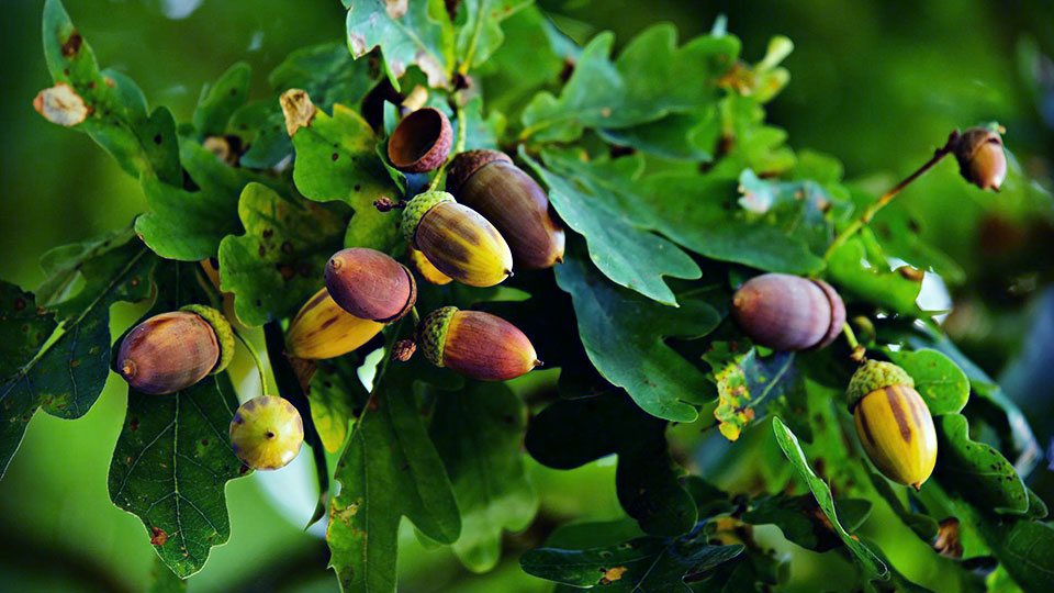 Fotograf: Pixabay Ekollon på gren.