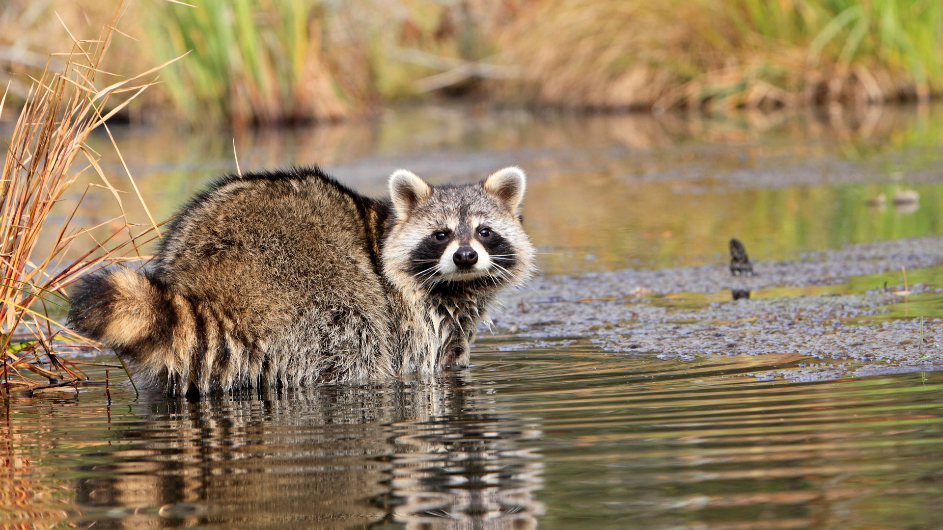 Fotograf: Ardea
Bildbyrå: IBL Tvättbjörn i vatten