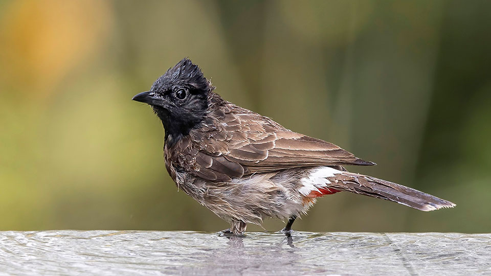Fotograf: Charles J. Sharp
Bildbyrå: Wikimedia Commons Rödgumpad bulbyl