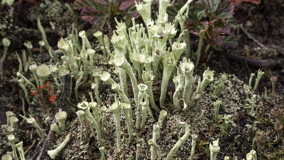 Närbild på bägarlav