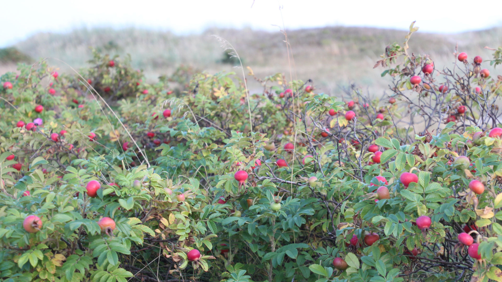 Fotograf: Ulf Larsson Vresros med nypon
