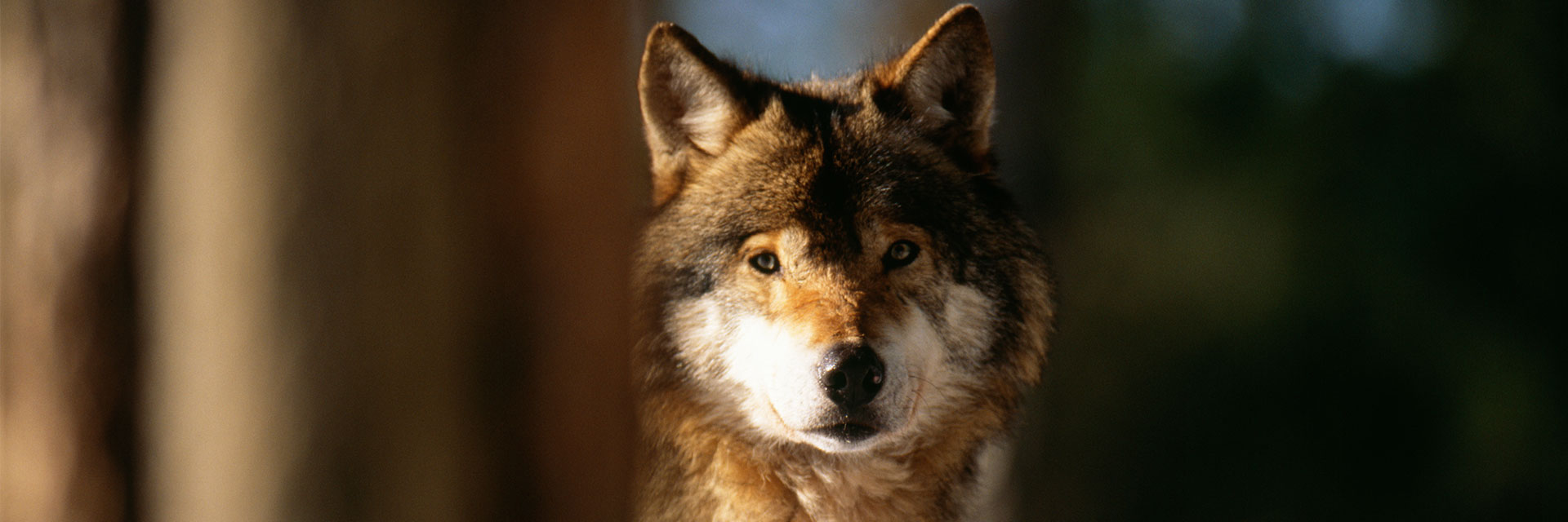 Fotograf: Magnus Nyman
Bildbyrå: Johnér Varg i hägn.