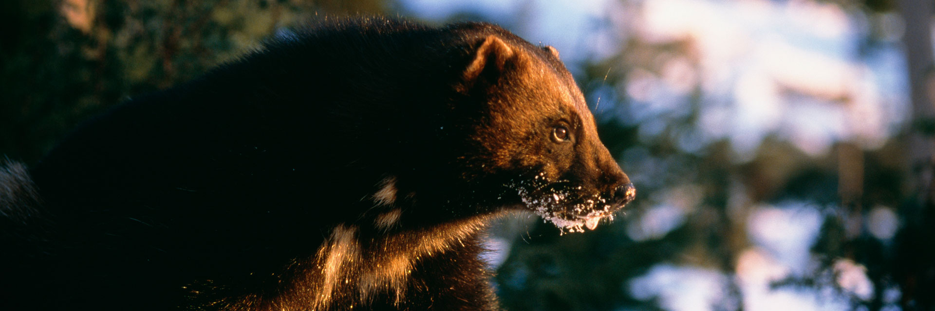 Fotograf: Magnus Elander
Bildbyrå: Johnér Järv i skogen vinter.