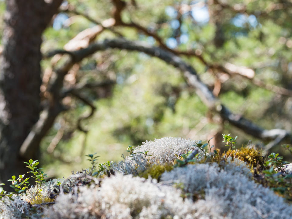 Fönsterlav i skogen, Yttre Bodane Naturreservat, Västra Götaland