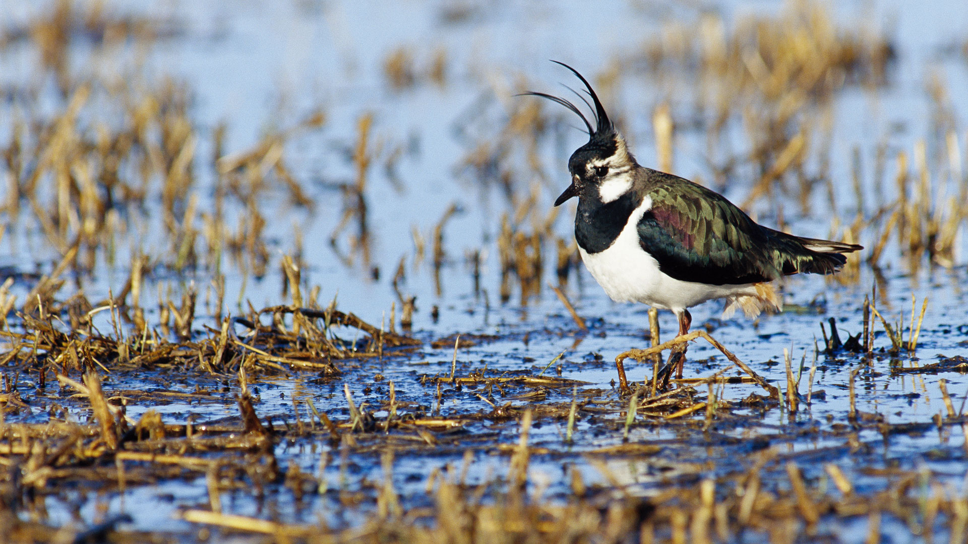 Fotograf: Johan Hammar
Bildbyrå: Johnér Tofsvipa i våtmark, Sverige.