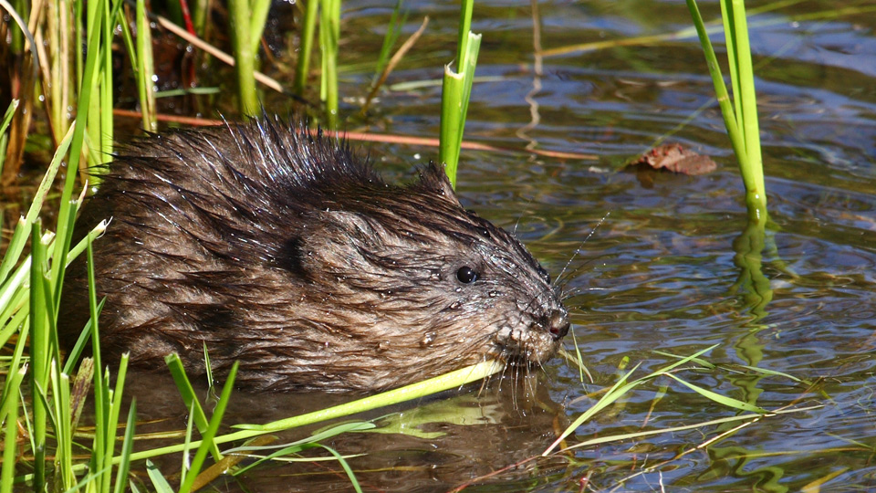 Fotograf: Creative Commons, fri att använda (Ondatra_zibethicus_Cephas CC BY-SA)
Bildbyrå: https://commons.wikimedia.org/wiki/File:Ondatra_zibethicus_CT.jpg Bisam