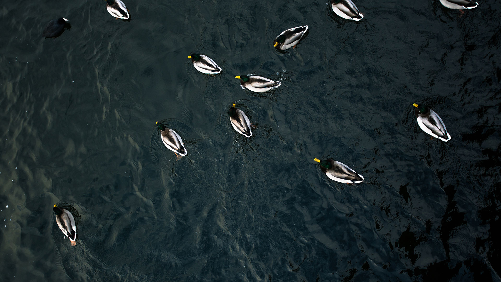 Änder som simmar fotograferade uppifrån.