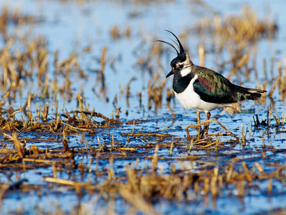 Fotograf: Johan Hammar
Bildbyrå: Johnér Toffsvipa i våtmark