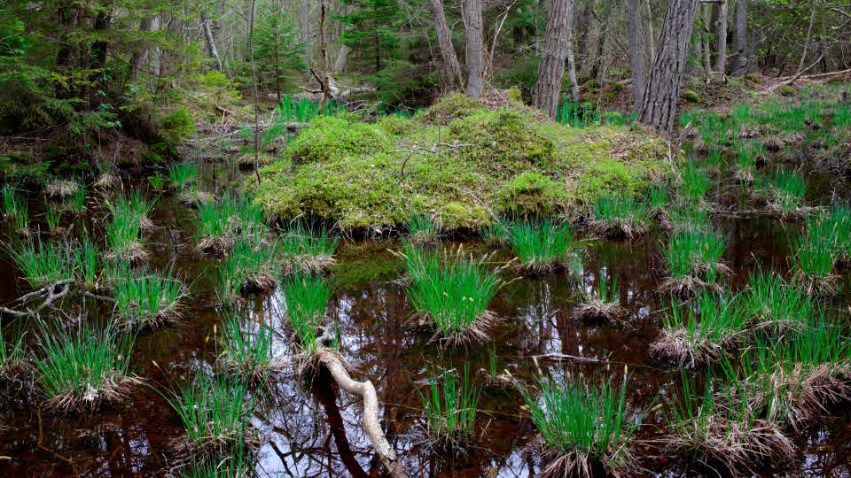 Fotograf: Mats Wilhelm
Bildbyrå: TT Kärr i närbild