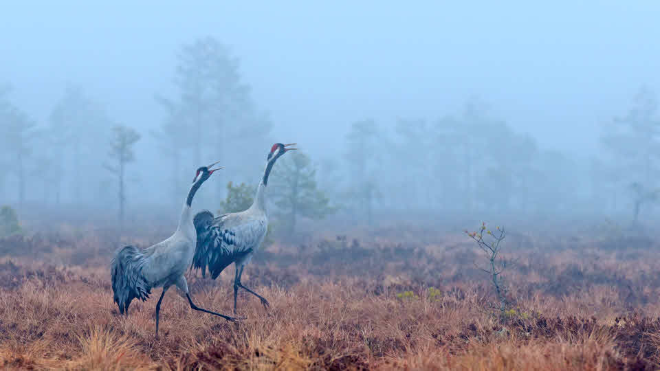 Fotograf: Henrik Karlsson
Bildbyrå: TT Tranpar på mosse