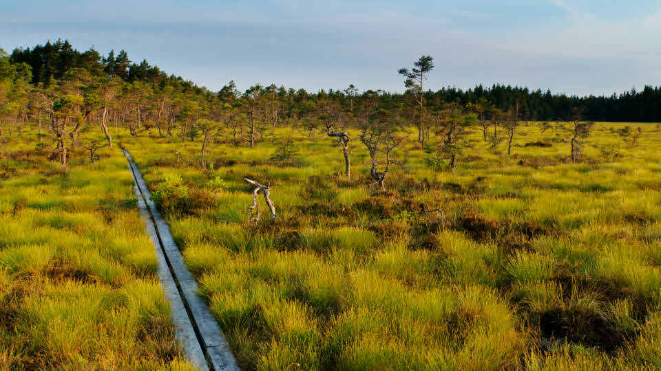 Fotograf: Henrik Karlsson
Bildbyrå: TT Träspång på mosse