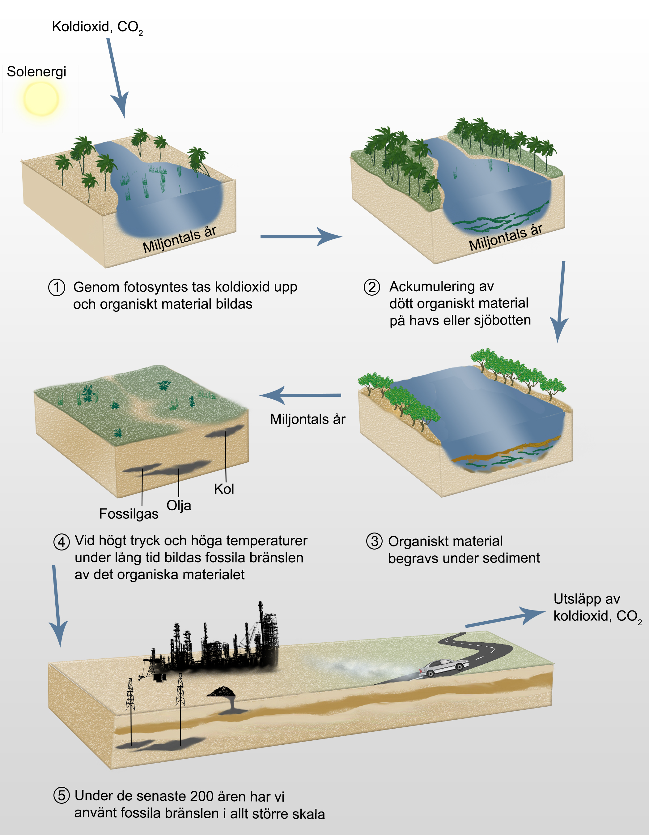 Illustration av hur fossila bränslen bildas under miljontals år: 1. Genom fotosyntes tas koldioxid upp och organiskt material bildas, 2. Ackumulering av dött organiskt material på havs- eller sjöbotten, 3. Organiskt material begravs under sedmient, 4. Vid högt tryck och höga temperaturer under lång tid bildas fossila bränslen av det organiska materialet, 5. Under de senaste 200 åren har vi använt fossila bränslen i allt större skala, vilket leder till utsläpp av koldioxid