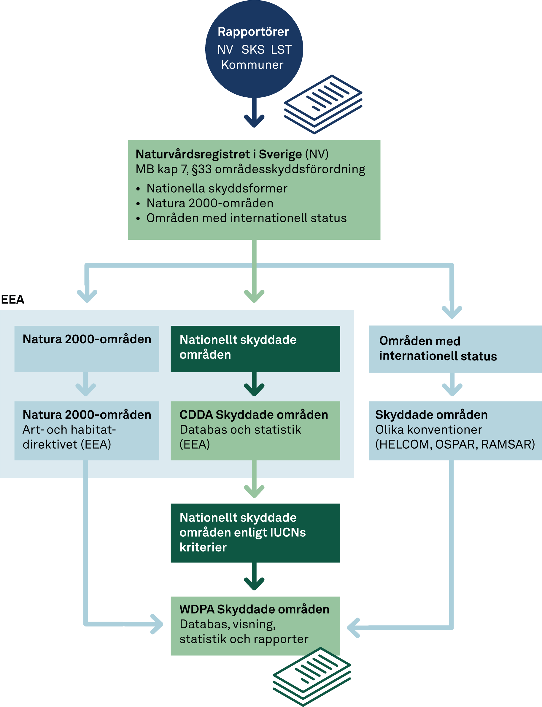 Figuren visar nuvarande flödesschema för rapportering av skyddade områden. De gröna rutorna visar dataflödet som beskrivs närmare rapporten. I Sverige rapporterar Skogsstyrelsen (SKS), länsstyrelserna (LST) och kommunerna sina beslut om områdesskydd till naturvårdsregistret. Naturvårdsverket (NV) registrerar regeringens beslut om nationalparker och Natura 2000 samt internationellt skyddade områden i naturvårdsregistret.