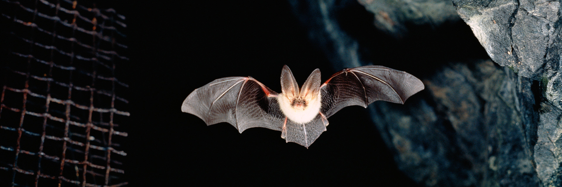 Fotograf: Jens Rydell
Bildbyrå: Johnér Långörad fladdermus i mörkret
