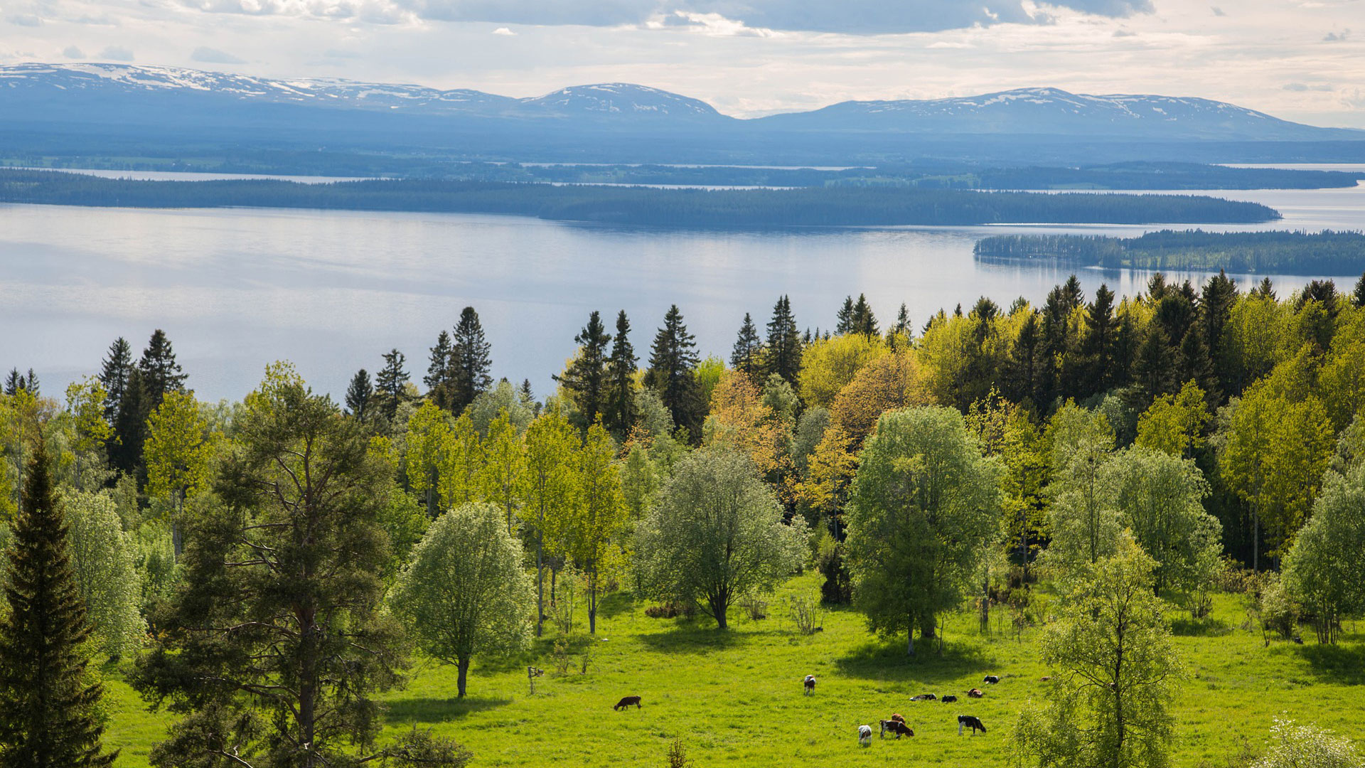 Fotograf: Frosoanders
Bildbyrå: Pixabay Grönt landskap med betande djur och skog, fjäll och vatten i bakgrunden