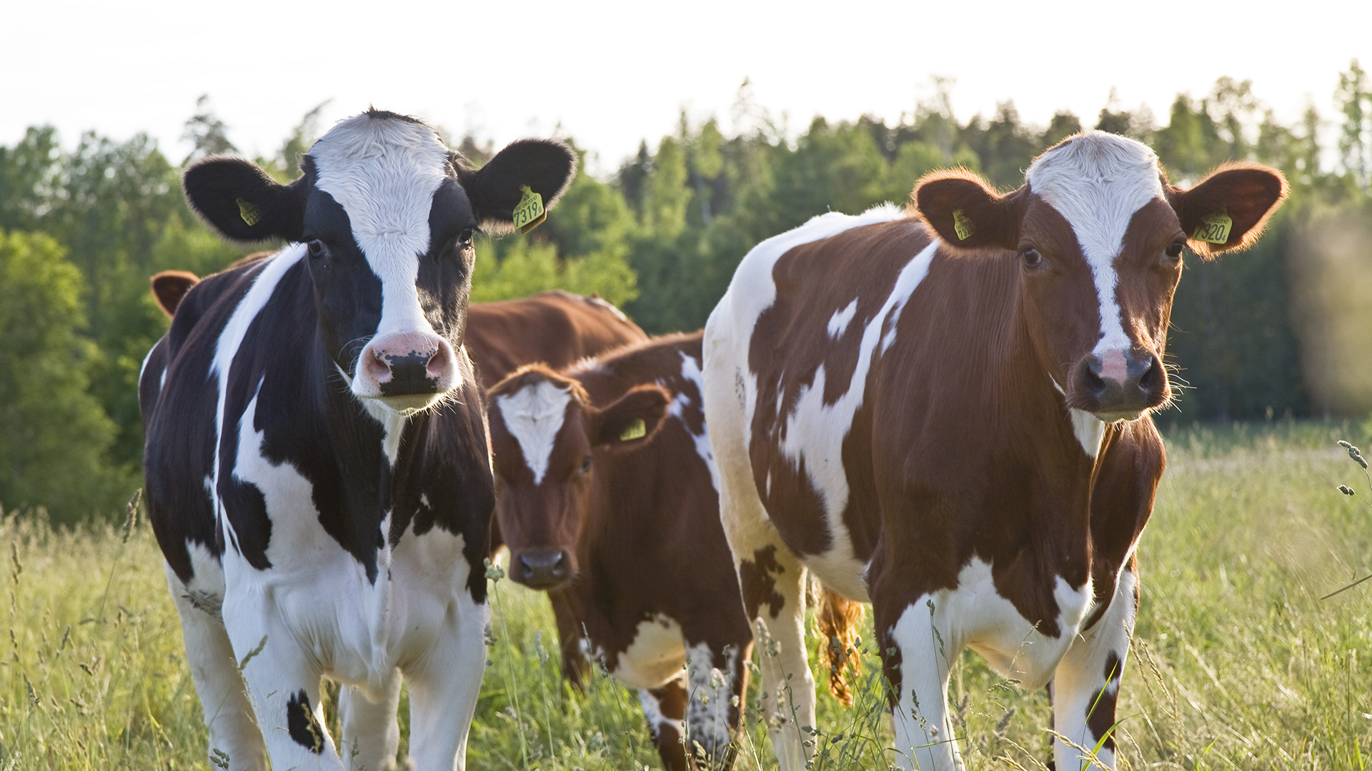 Fotograf: Thomas Adolfsén.
Bildbyrå: Johnér bildbyrå. Kossor på äng.