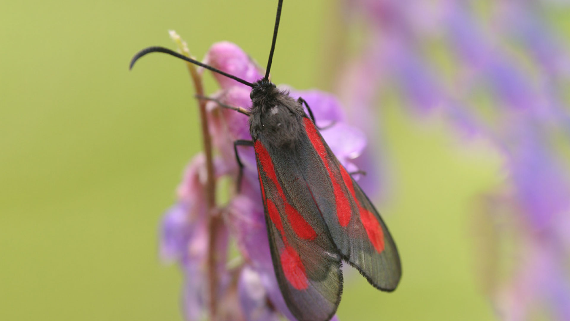 En bastardsvärmare sittande på vädd.