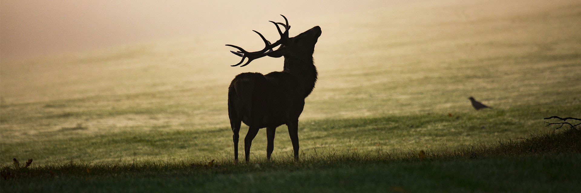 Fotograf: Diana Parkhouse
Bildbyrå: Pixabay En siluett av en kronhjort på ett fält.