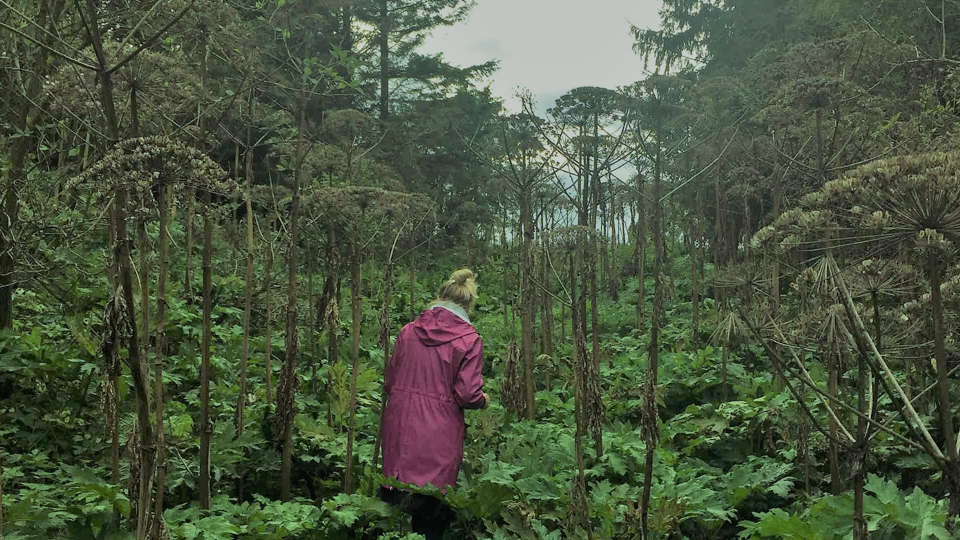 Fotograf: Erik Rosenblad Kvinna som går bland stora jättelokor