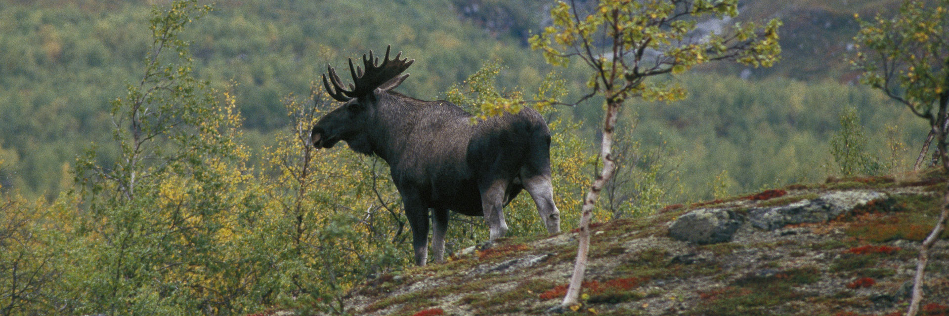 Fotograf: Kent Storm
Bildbyrå: Johnér Älg i fjällandskap.
